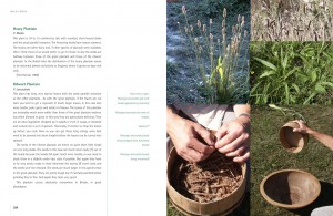 Ray Mears | Wild Food