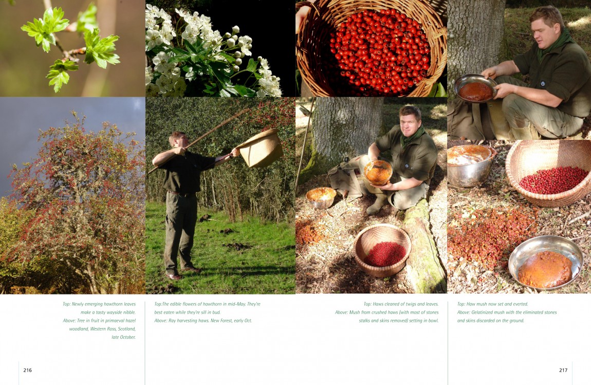 Ray Mears | Wild Food